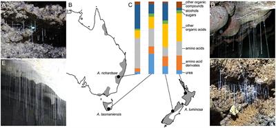 Adhesive Droplets of Glowworm Snares (Keroplatidae: Arachnocampa spp.) Are a Complex Mix of Organic Compounds